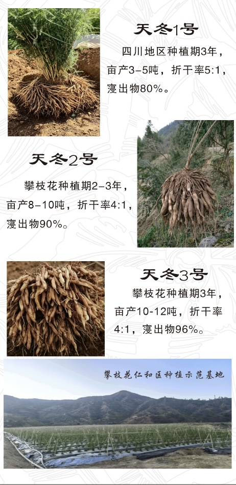 品种介绍1